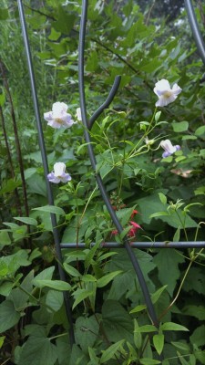 Swamp Leatherflower